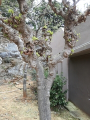 Magnoliopsida