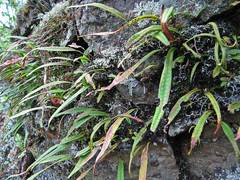 Lepisorus ussuriensis