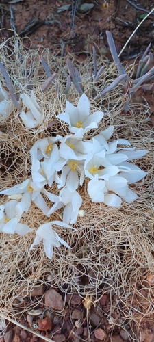 Gethyllis campanulata