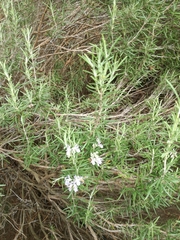 Salvia rosmarinus