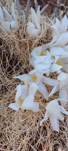 Image of Gethyllis campanulata by (c) Danie Palm, some rights reserved (CC BY)