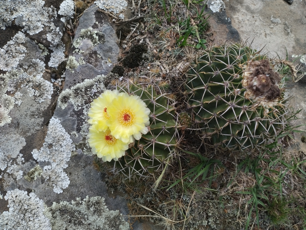 Parodia erinaceus