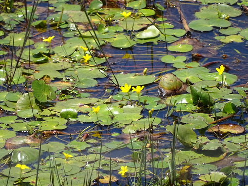 Image of Nymphoides thunbergiana by (c) Shaun Swanepoel, some rights reserved (CC BY)