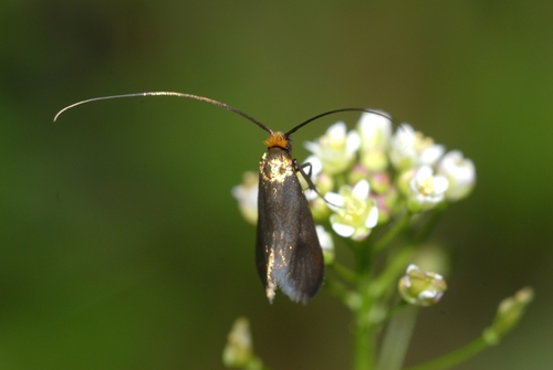 Cauchas rufimitrella