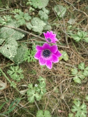 Anemone pavonina
