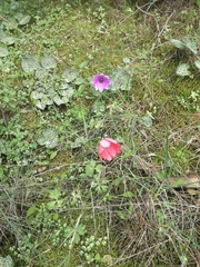 Anemone pavonina
