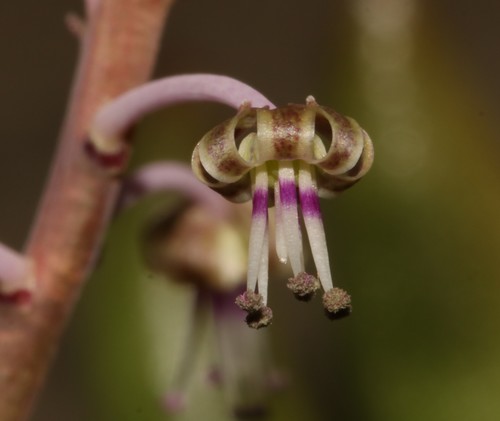 Image of Ledebouria ovalifolia by (c) Brian du Preez, some rights reserved (CC BY-SA)