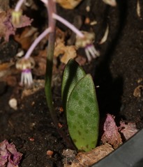 Ledebouria ovalifolia