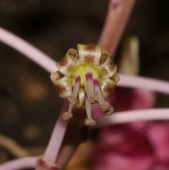Ledebouria ovalifolia