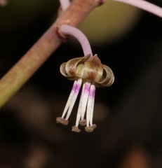 Ledebouria ovalifolia