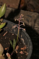 Ledebouria ovalifolia
