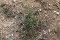 Aspalathus campestris