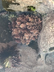 Ellisolandia elongata