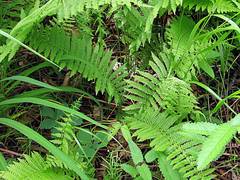 Coryphopteris nipponica