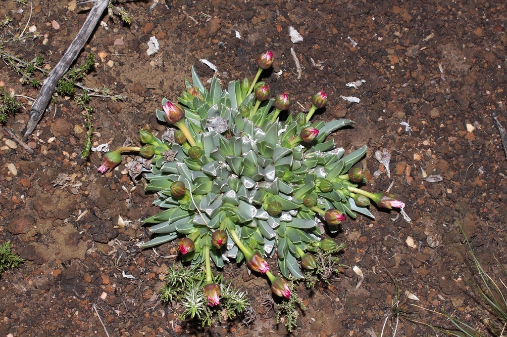 Ruschia constricta L. Bolus 2