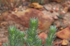 Aspalathus longifolia