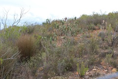 Aspalathus longifolia
