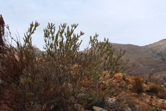 Paranomus spathulatus