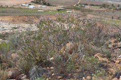 Paranomus spathulatus