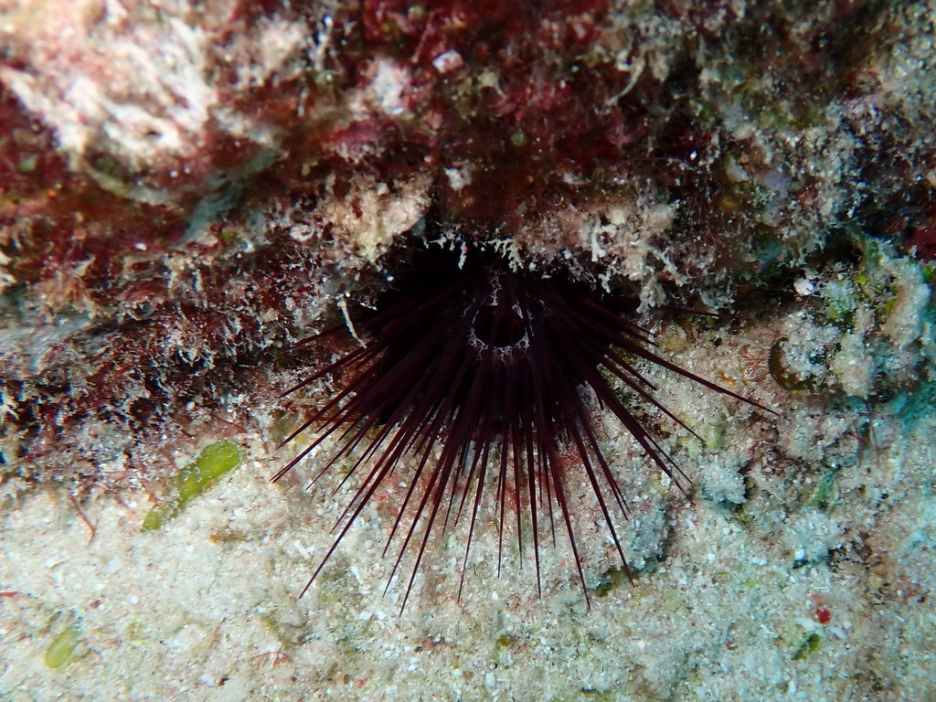 Needle-spined Urchin from Flynn Reef, Queensland, Australie on October ...