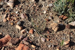 Indigofera leptocarpa