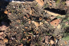 Lotononis filiformis