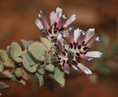 Paranomus spathulatus