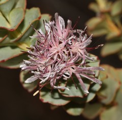 Paranomus spathulatus