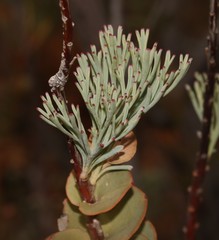 Paranomus spathulatus