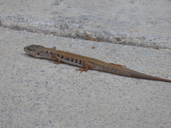 Elgaria multicarinata webbii