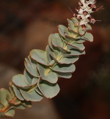 Paranomus spathulatus