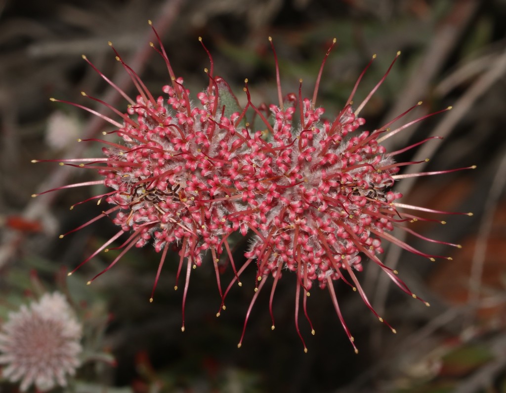 Arid Pincushion