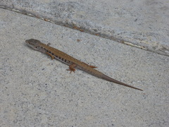 Elgaria multicarinata webbii