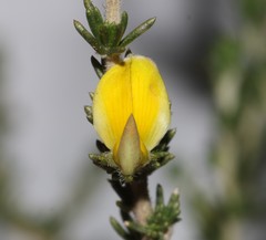 Aspalathus campestris