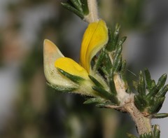 Aspalathus campestris