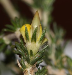 Aspalathus campestris