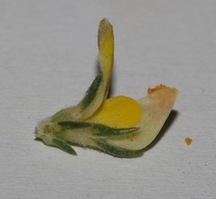 Aspalathus campestris
