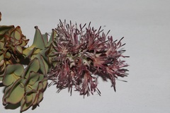 Paranomus spathulatus