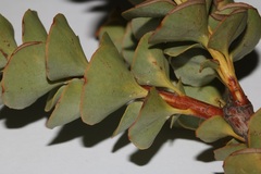 Paranomus spathulatus