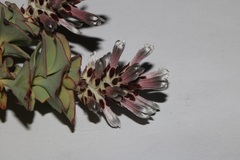 Paranomus spathulatus