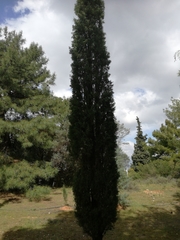 Cupressaceae