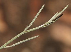 Indigofera leptocarpa