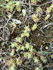 Ceratocephala testiculata