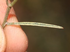 Indigofera leptocarpa