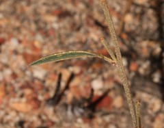 Indigofera leptocarpa