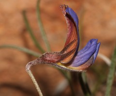 Lotononis filiformis