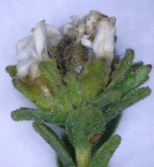 Euchaetis vallis-simiae