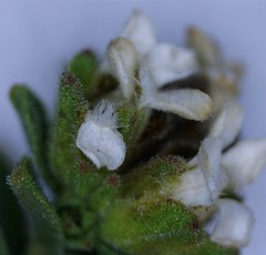 Euchaetis vallis-simiae