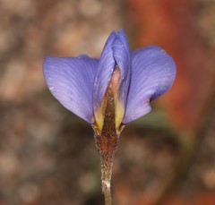 Lotononis filiformis