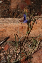 Lotononis filiformis